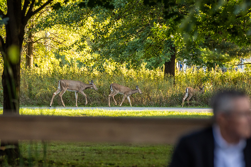 Deer comfortably cross a path at Prairiewoods during ceremony